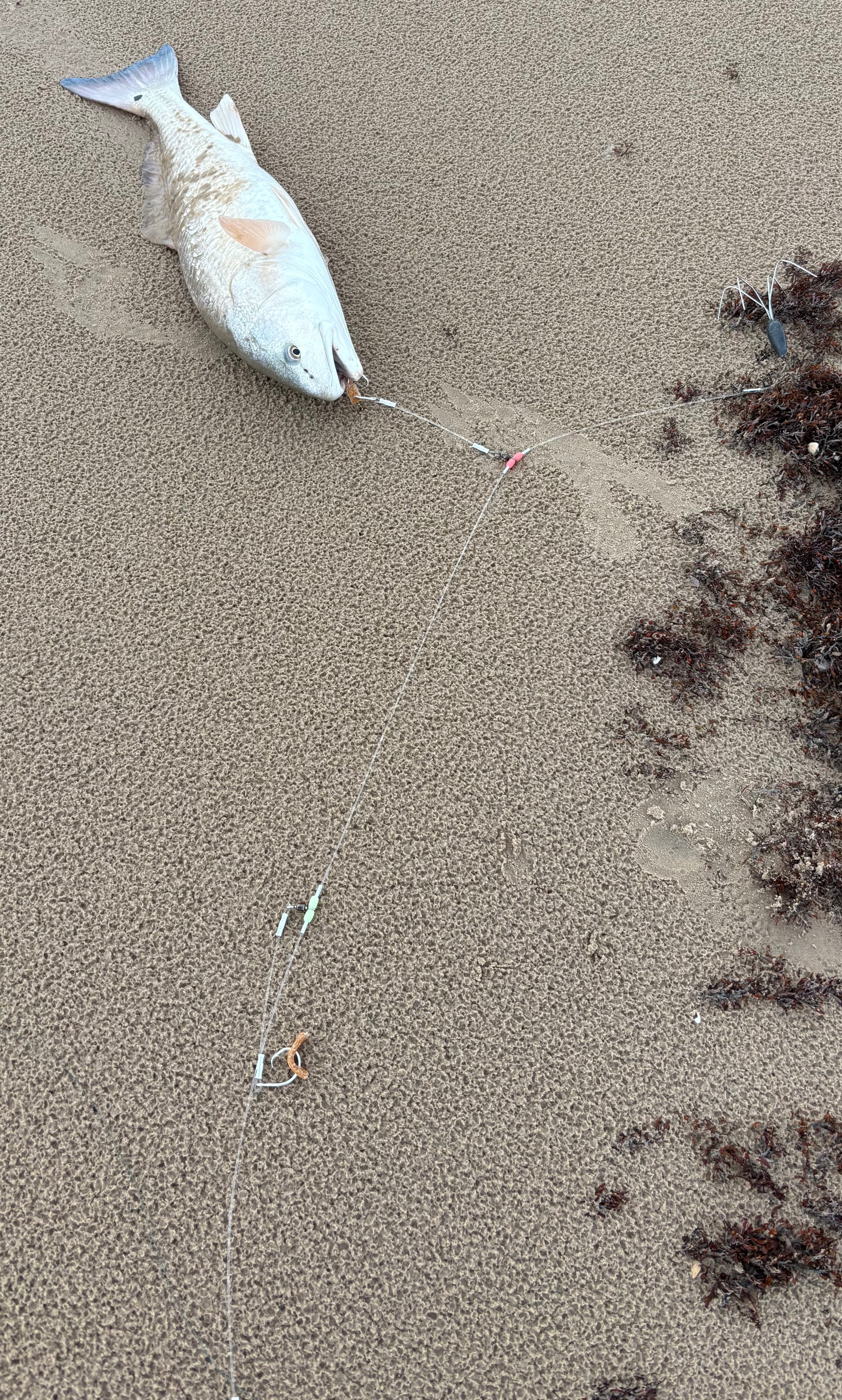 Surfer